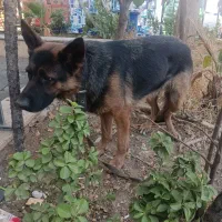 سگ نگهبان نژاد ژرمن|سگ|تهران, شهرک استقلال|دیوار