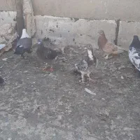 کفتر شهرستانی رنگی سینه کله|پرنده|بومهن, |دیوار