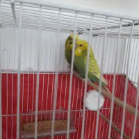 مرغ عشق انگلیسی گرید a|پرنده|مشهد, امیر المومنین|دیوار