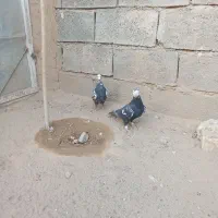 سینه افغان|پرنده|خواف, |دیوار