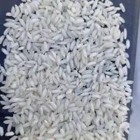 فروش برنج عنبربو دانه بلند محصول امسال|خوردنی و آشامیدنی|قم, علی آباد سعدگان|دیوار