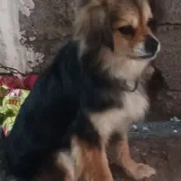 سگ پامر  آروم و باهوش و زیباوجذاب