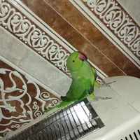 طوطی ملنگو|پرنده|سراوان, |دیوار