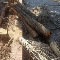 هرس ودرختکاری|خدمات باغبانی و درختکاری|کرمان, |دیوار