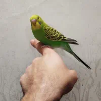 مرغ عشق دستی