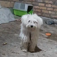 سگ شیتزو|سگ|تایباد, |دیوار