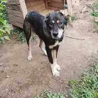 فروش سگ|سگ|لاهیجان, آهندان|دیوار