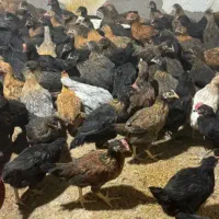 مرغ تخمگذار