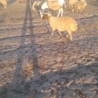 گوسفند