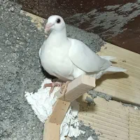 چنتا جوجه هیچ بند درجه یک|پرنده|برازجان, |دیوار