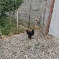 تخم مرغ برهما موجوده