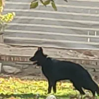 ژرمن بلک اصیل|سگ|کرمانشاه, |دیوار