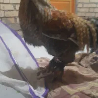 فروش خروس نژادی