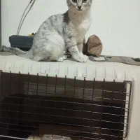 گربه بیریتیش ماده سیلور 7ماه