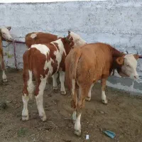 گوساله پرواری|حیوانات مزرعه|پاسارگاد, |دیوار