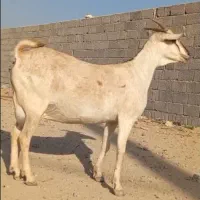 بز سومال  هیکلی دوقلوزا|حیوانات مزرعه|بندرعباس, |دیوار
