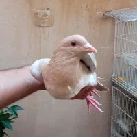 کبوتر|پرنده|کازرون, |دیوار