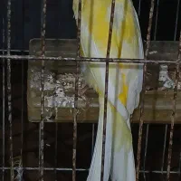 قناری نر رسمی بلند جوان