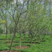 ۲۰۱۰ متر زمین باغی