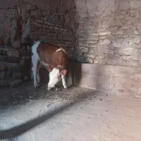 گوساله نر سیمینتال قرمز جنس درجه یک|حیوانات مزرعه|مهربان, |دیوار