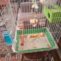 مرغ عشق|پرنده|شیراز, گل سرخ|دیوار