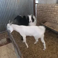 گوسفند فروشی|حیوانات مزرعه|گناباد, |دیوار