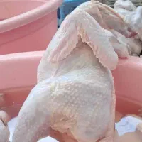 مرغ کشتار گرم