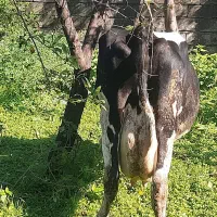 یک راس گاو شیرده هلشتاین با گوساله نر دو ماهه|حیوانات مزرعه|چمستان, |دیوار