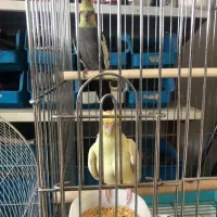 طوطی عروس|پرنده|اندیشه, اندیشه فاز ۵|دیوار