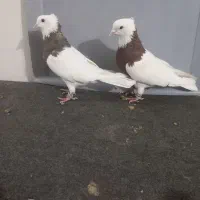 کبوتر طوقی|پرنده|قزوین, |دیوار