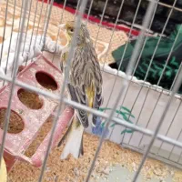 قناری نر مست