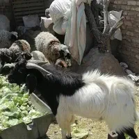 نری باکستانی اصل