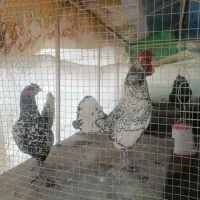 مرغ وخروس مینیاتوری