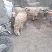 چهار تا بره ماده چاق و چله خوشگل|حیوانات مزرعه|زاهدان, |دیوار