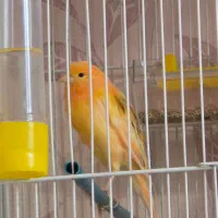 ماده ردفاکتور به همراه دو عددنر|پرنده|مشهد, شریف|دیوار