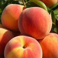 تولید نهال هلو زعفرانی رقم بازاری