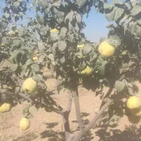 میوه بِه خوش طعم (سیبی)|خوردنی و آشامیدنی|شیراز, ریاستی|دیوار