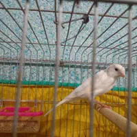 قناری سفید|پرنده|خورموج, |دیوار