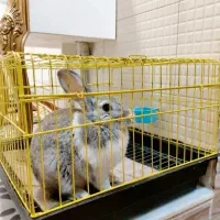 خرگوش باهوش همراه قفس