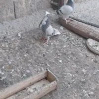 آبی عرب کاکولی