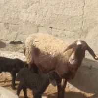 میش دوقلوزا