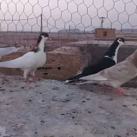 کبوتر