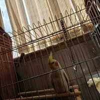 عروس هلندی لوتینو