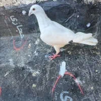 ی جفت کفتر|پرنده|چناران, |دیوار