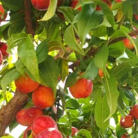 انواع نهال شلیل|خدمات باغبانی و درختکاری|خوی, |دیوار