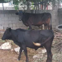 گاو با گوساله ماده