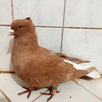کفتر دم سفید کاکلی