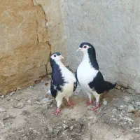 کبوتر|پرنده|رامیان, |دیوار