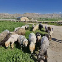 فروش میش و بره خانگی