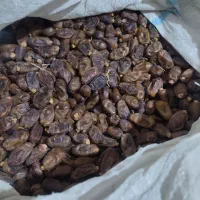 خرمای استعمران